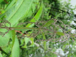 Image of Common Nettle