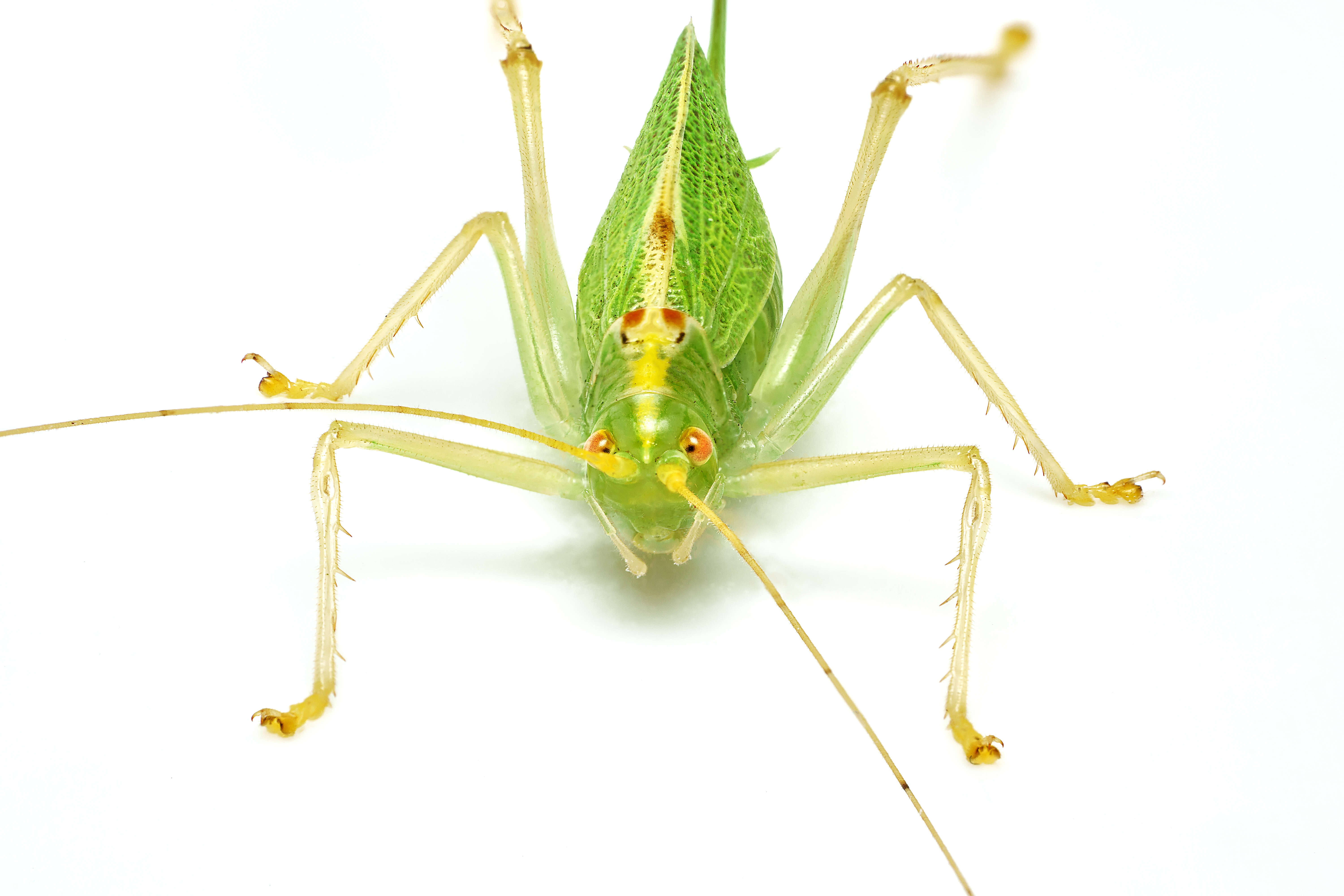 Image of Drumming Katydid