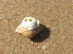 Image of netted dog whelk