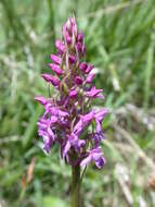 Image of Heath fragrant orchid