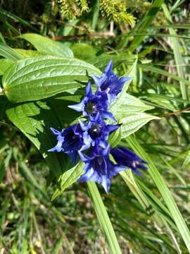 Image of Gentiana asclepiadea L.