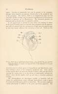 Sivun Amphidinium Claperède & Lachmann 1859 kuva