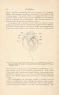 Image of Amphidinium Claperède & Lachmann 1859