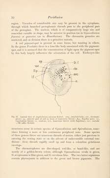 صورة Amphidinium Claperède & Lachmann 1859