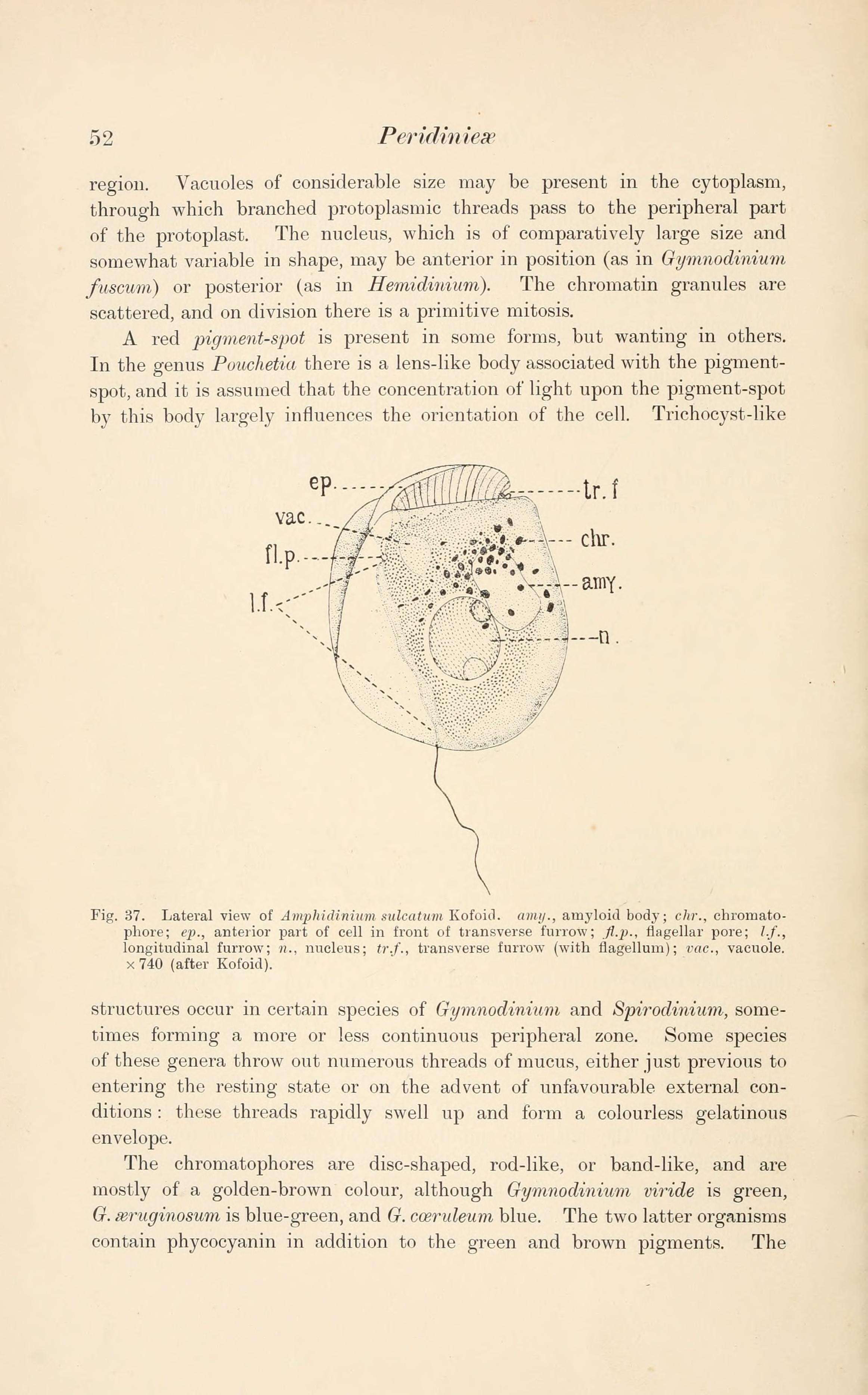 Image of Amphidinium Claperède & Lachmann 1859