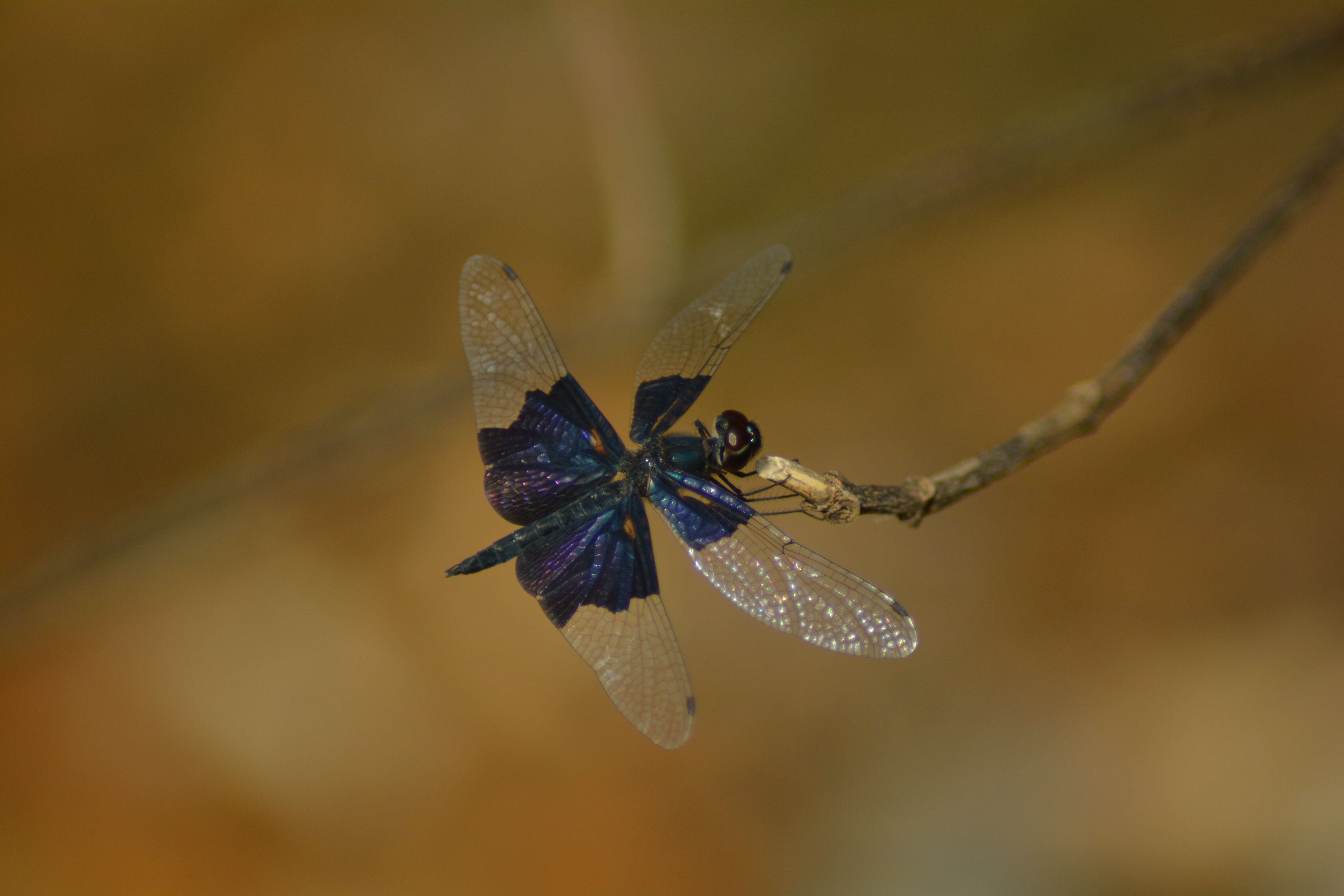 Слика од Rhyothemis triangularis Kirby 1889