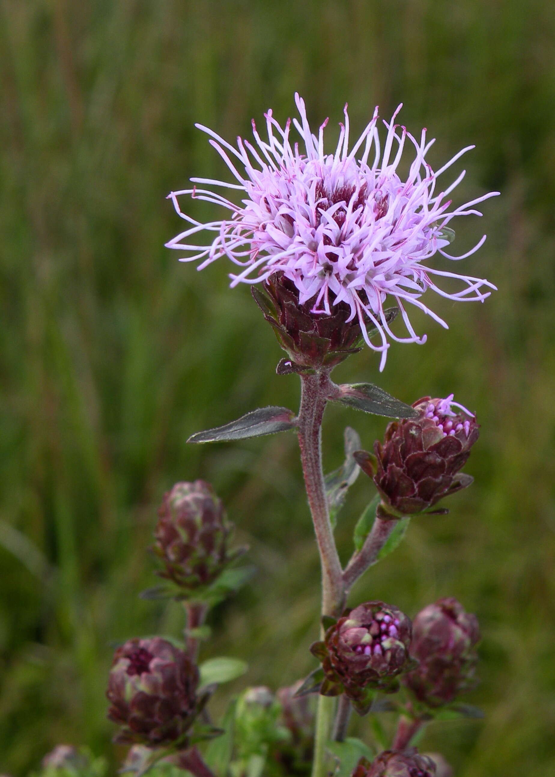 Слика од Liatris