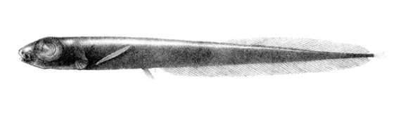 Image of Grenadier Smooth-head