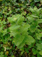 Image of Apple Mint