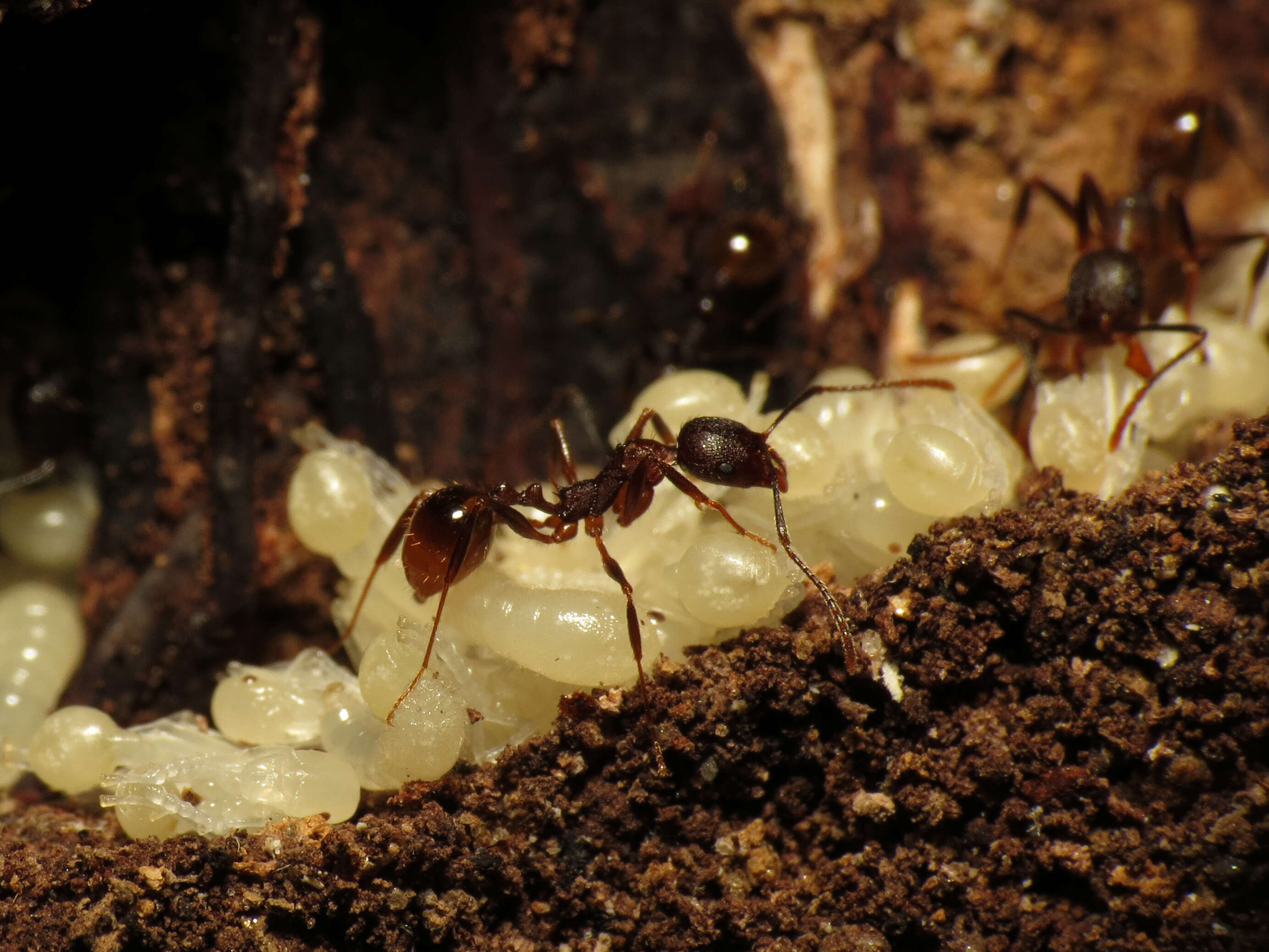 Image of Spine-waisted Ants