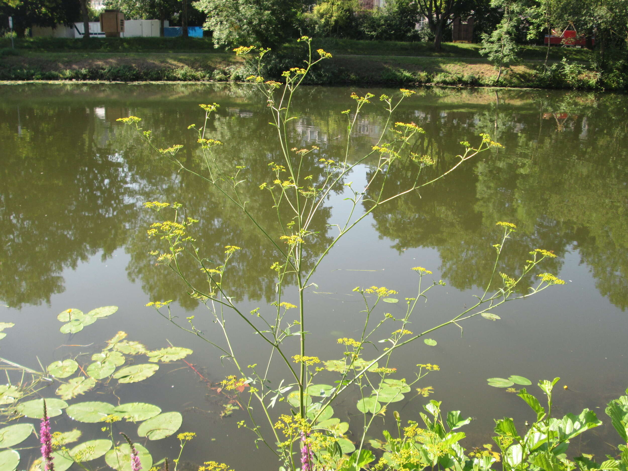 Image of wild parsnip