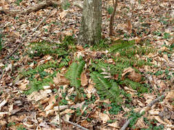 Image of Christmas fern