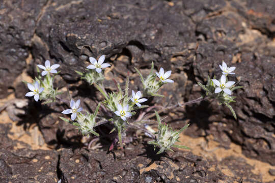 Image of miniature woollystar