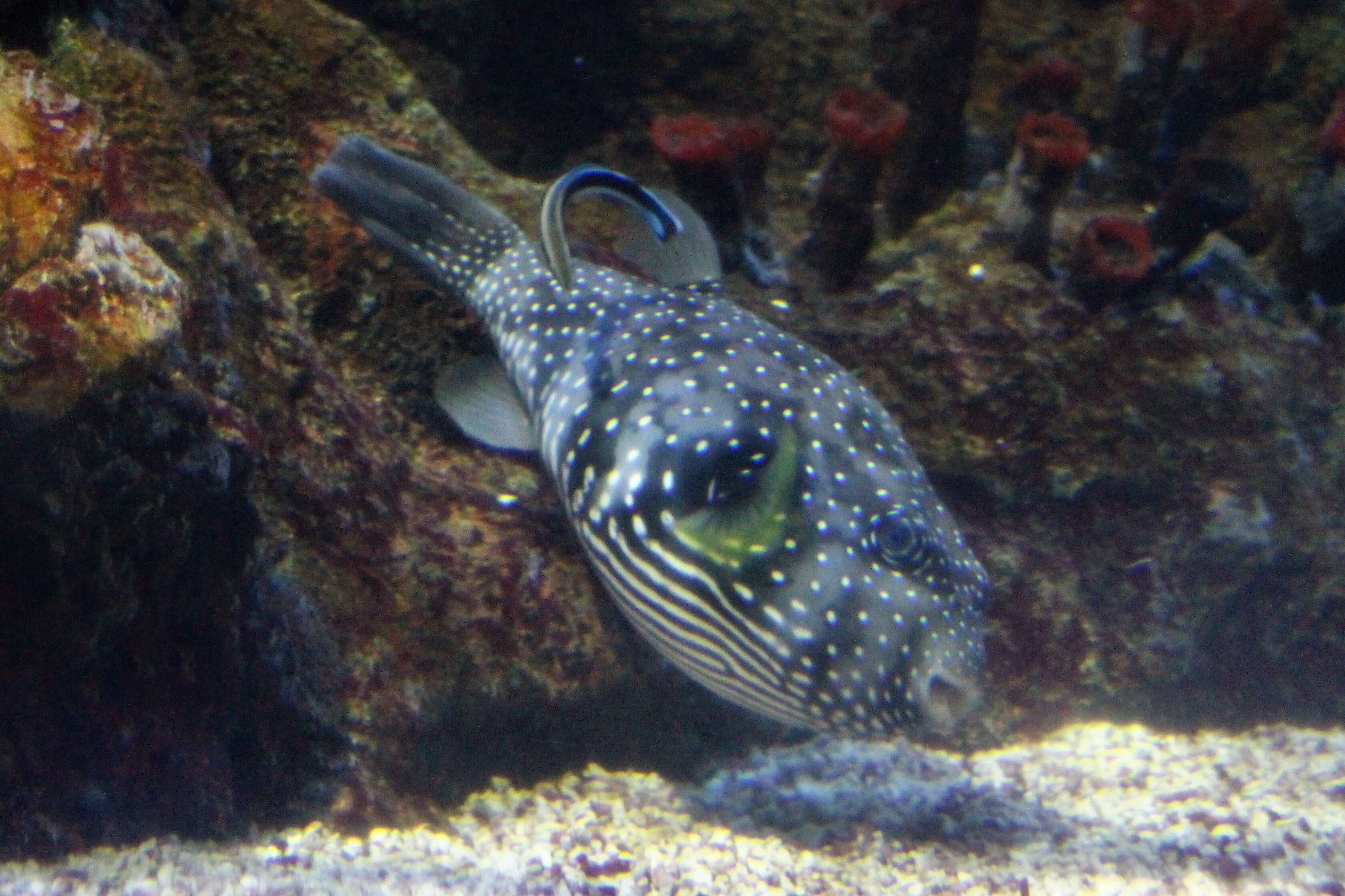 Image of Blue diesel wrasse