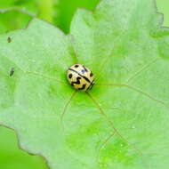 Image of Six-spotted Zigzag Ladybird