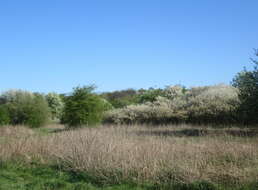 Plancia ëd Prunus cerasus L.