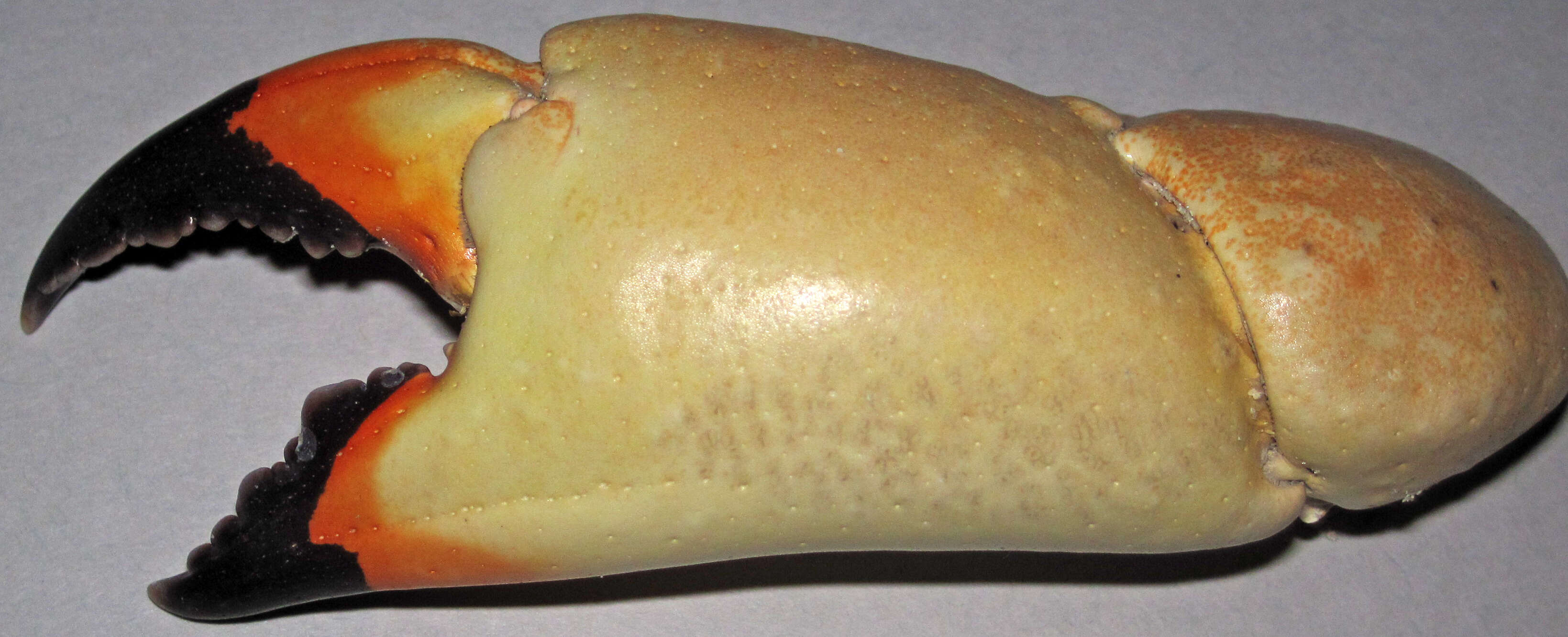 Image of Florida stone crab