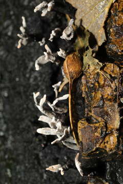 Image of Candle-snuff Fungus