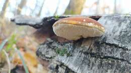 Image of birch polypore