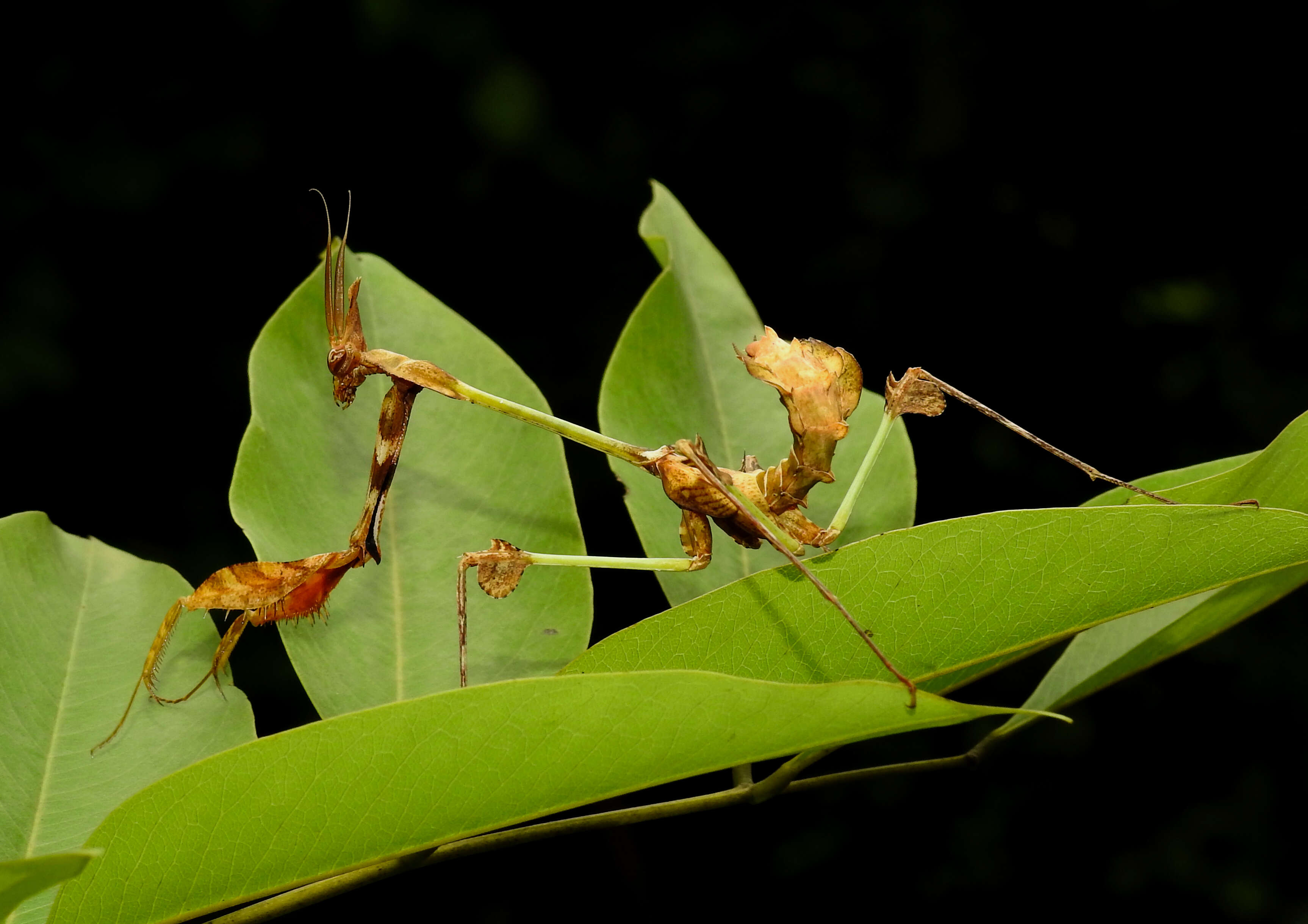 Image of Gongylus