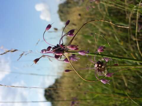 Image of Allium carinatum L.