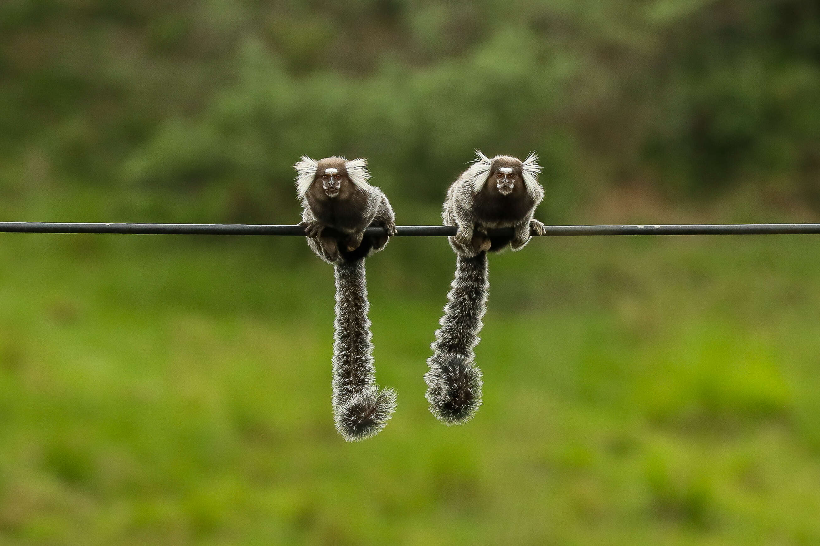 Image de Ouistiti à toupets blancs