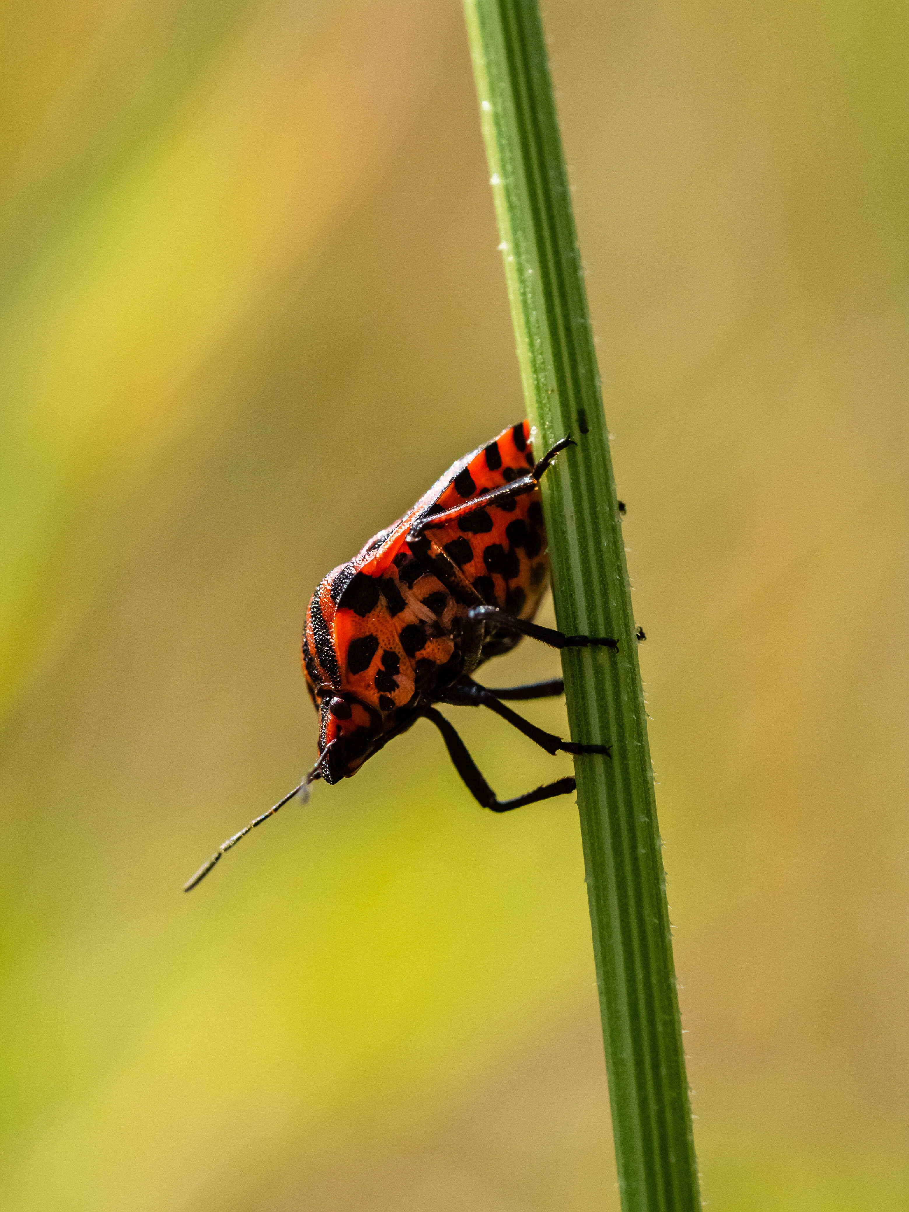 Image of <i>Graphosoma italicum</i>