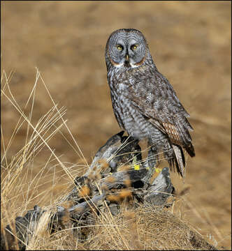 Image of Great Gray Owl