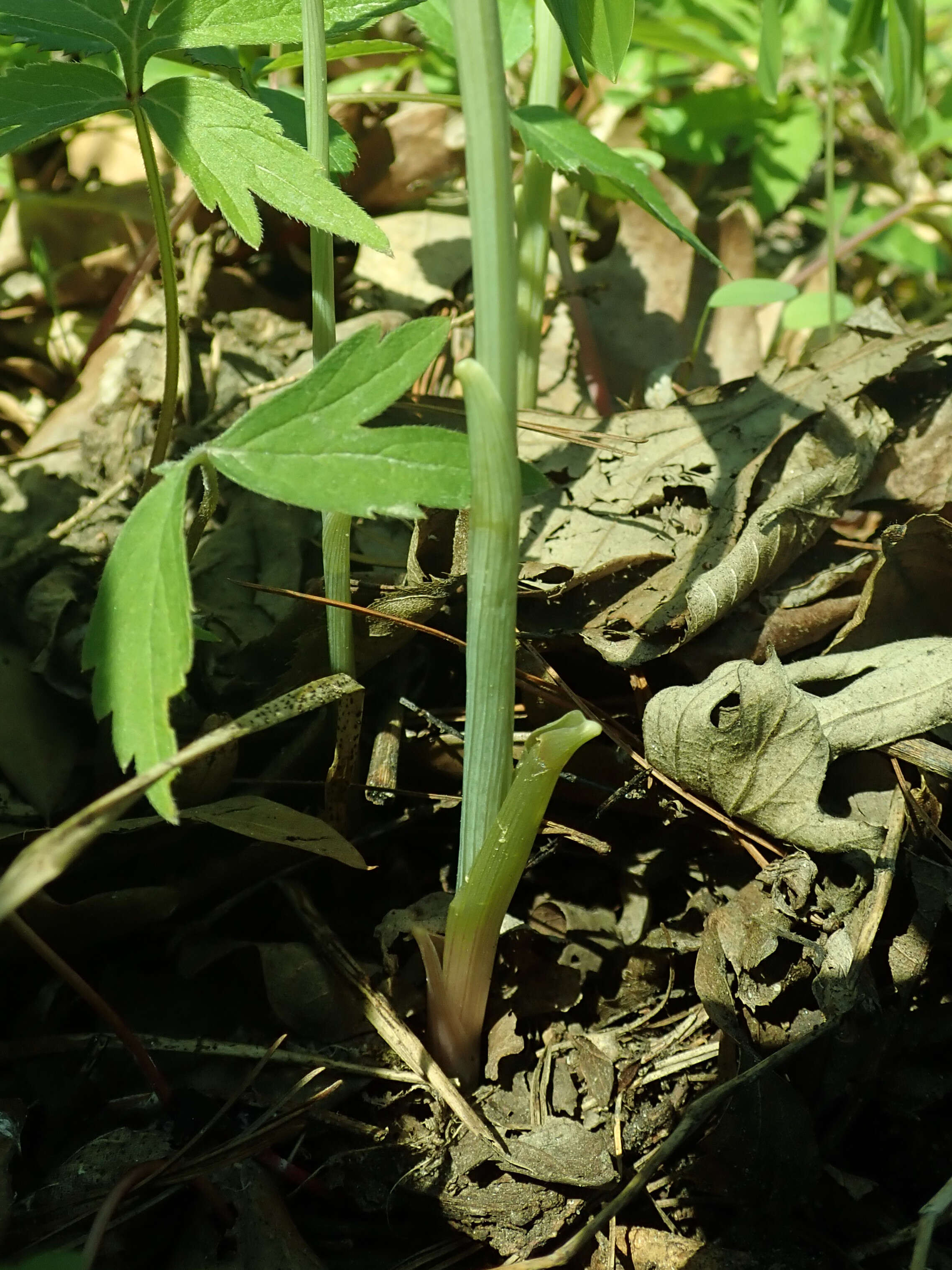 Image of largeflower bellwort