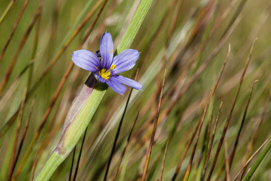 Image of strict blue-eyed grass