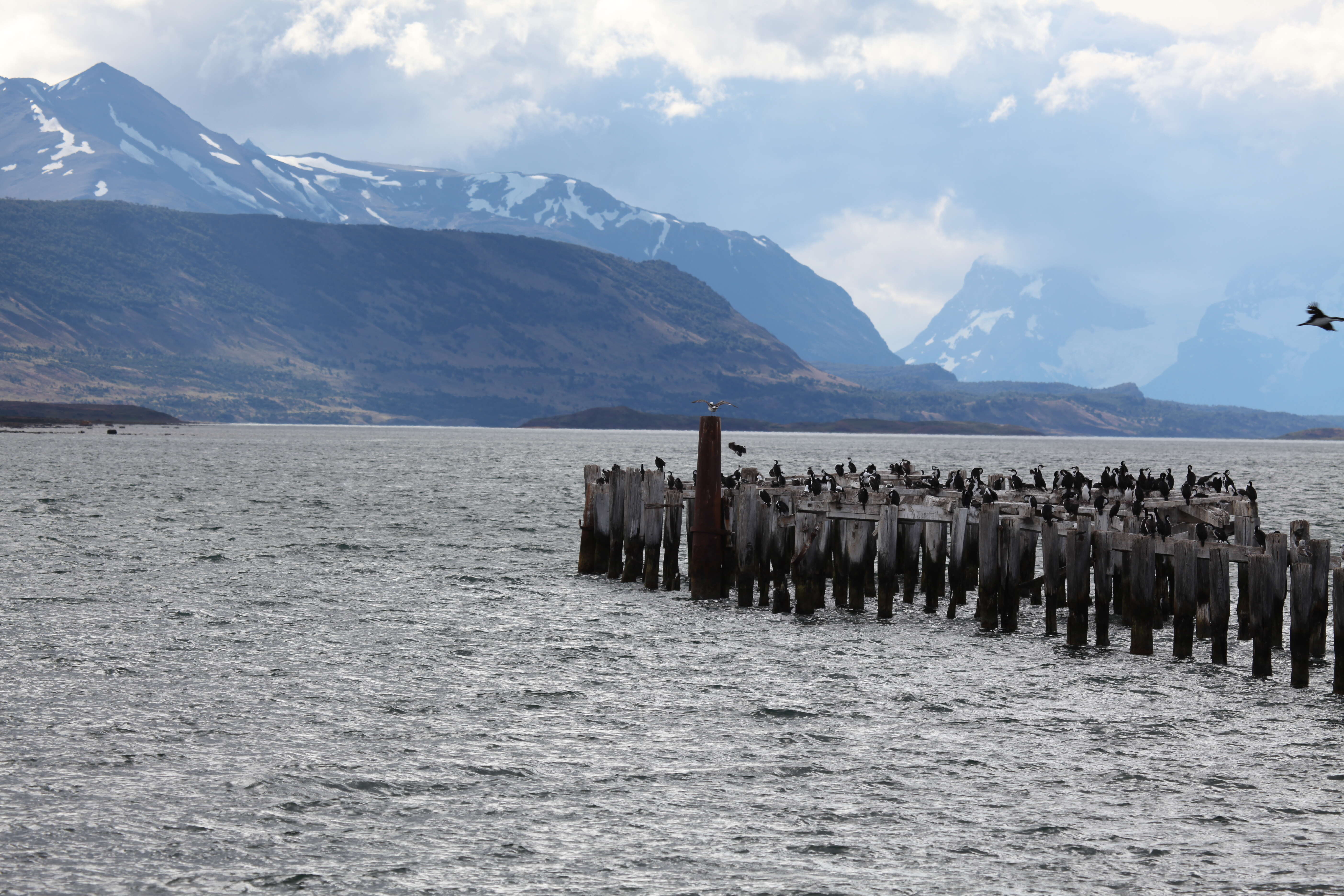 Image of Imperial Shag