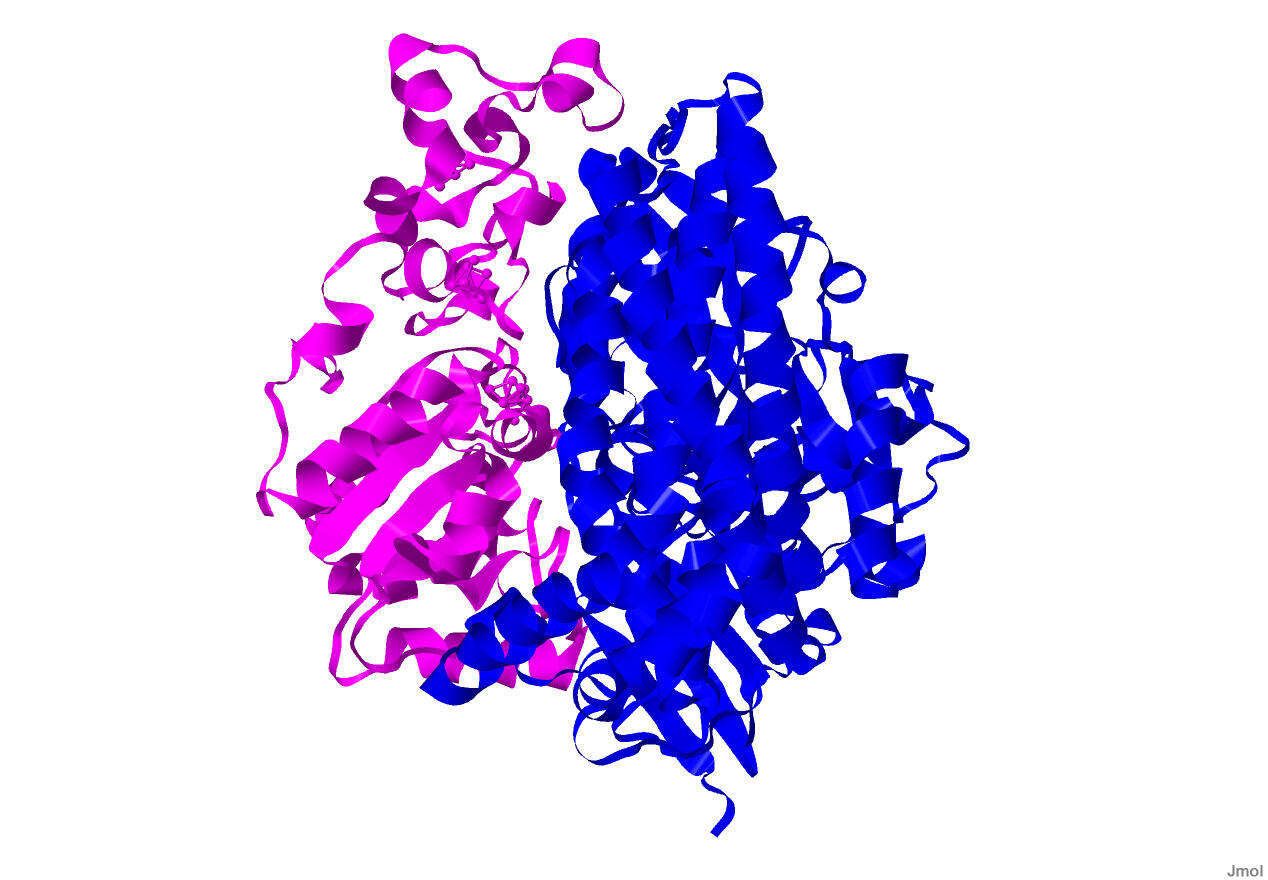 Image of Desulfovibrio Kluyver & van Niel 1936