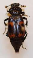 Image of Nicrophorus (Nicrophorus) podagricus (Portevin 1920)