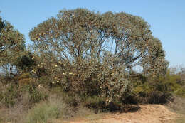 Image of pear-fruit mallee