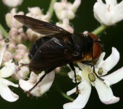 Image of Phasia hemiptera (Fabricius 1794)