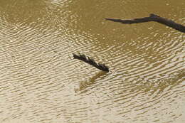 Image of Assam Roofed Turtle