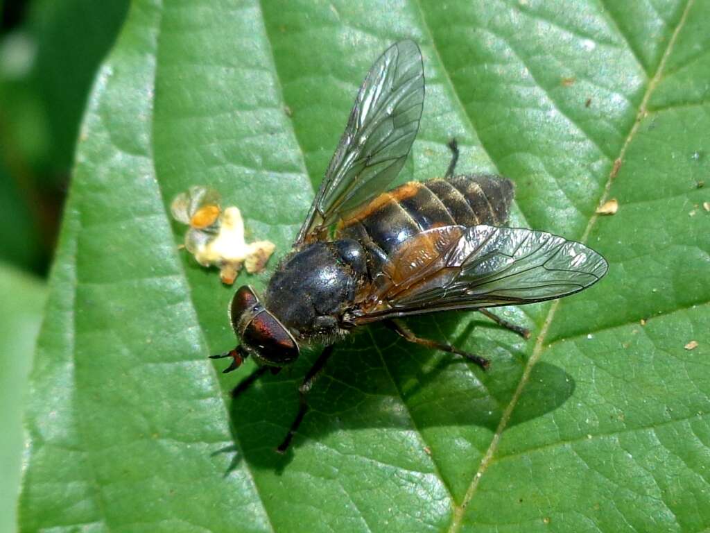 صورة Hybomitra ciureai (Seguy 1937)