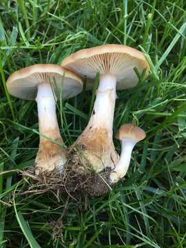 Image of Armillaria gallica Marxm. & Romagn. 1987