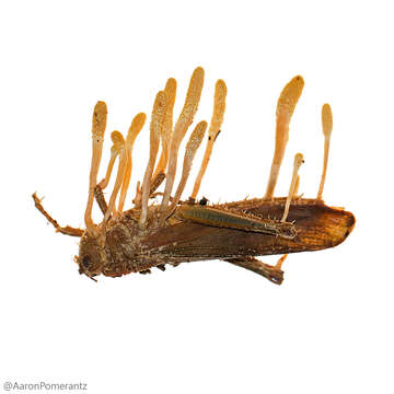 Cordyceps resmi