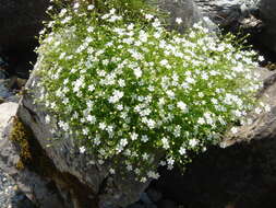 Image of Heliosperma pusillum (Waldst. & Kit.) Rchb.