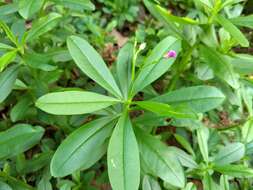 Image of Ceylon spinach