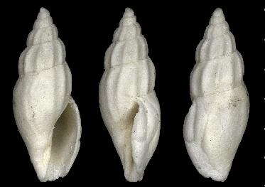 Image of Mangelia semicostulata