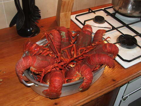 Image of Cape Rock Lobster