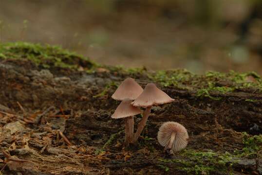 Image of Common Bonnet