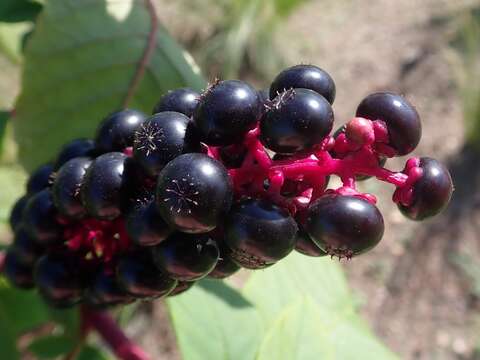 Image of American Nightshade