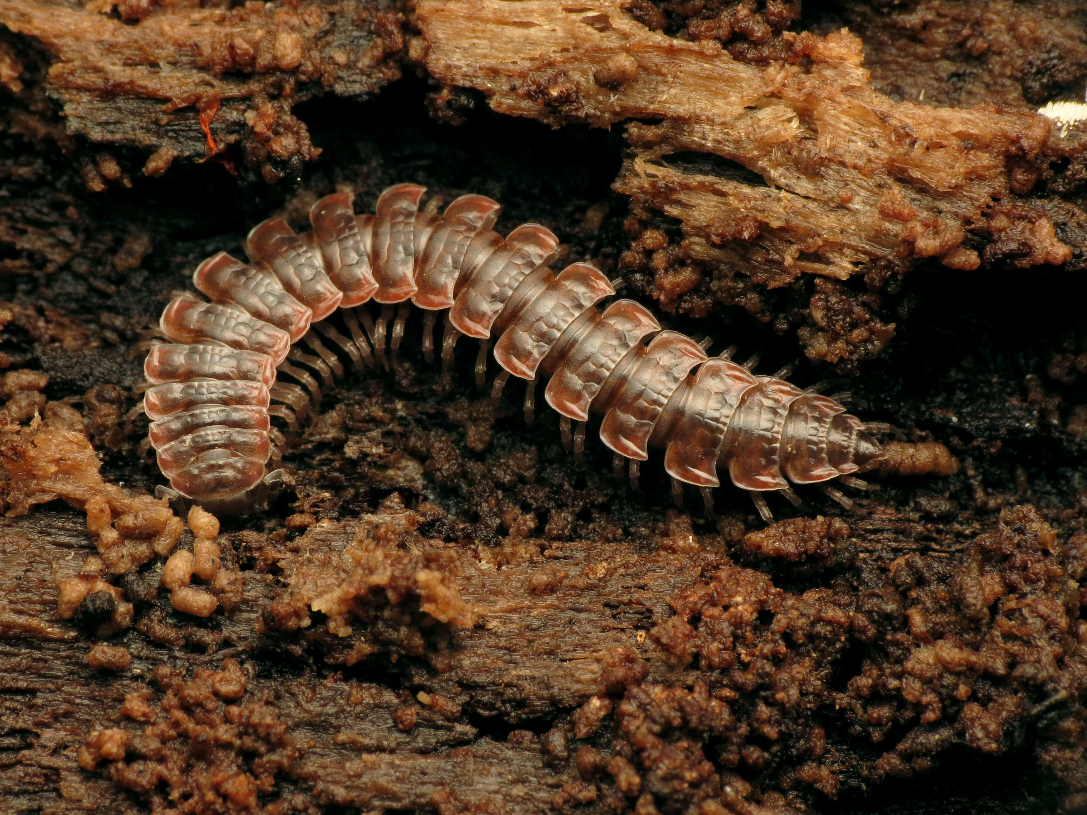 Image of Pseudopolydesmus