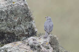 Image of Short-tailed Finch