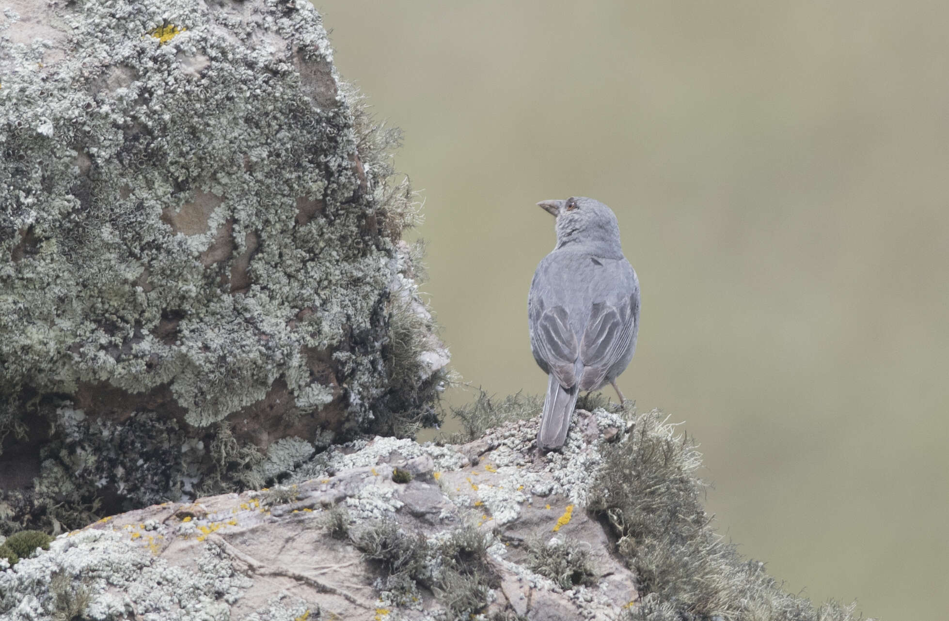 Image of Short-tailed Finch