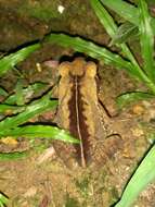 صورة Rhinella ornata (Spix 1824)