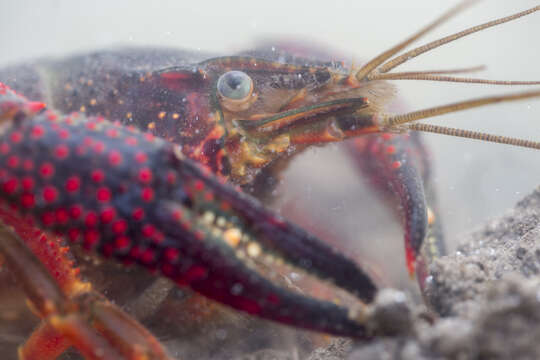 Image de Procambarus clarkii